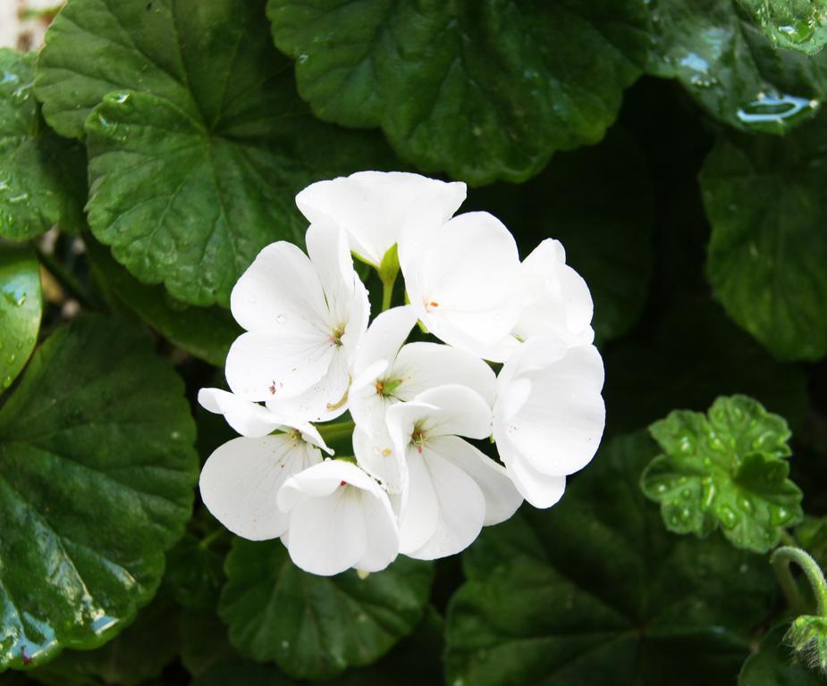 Idroussa Batsi
