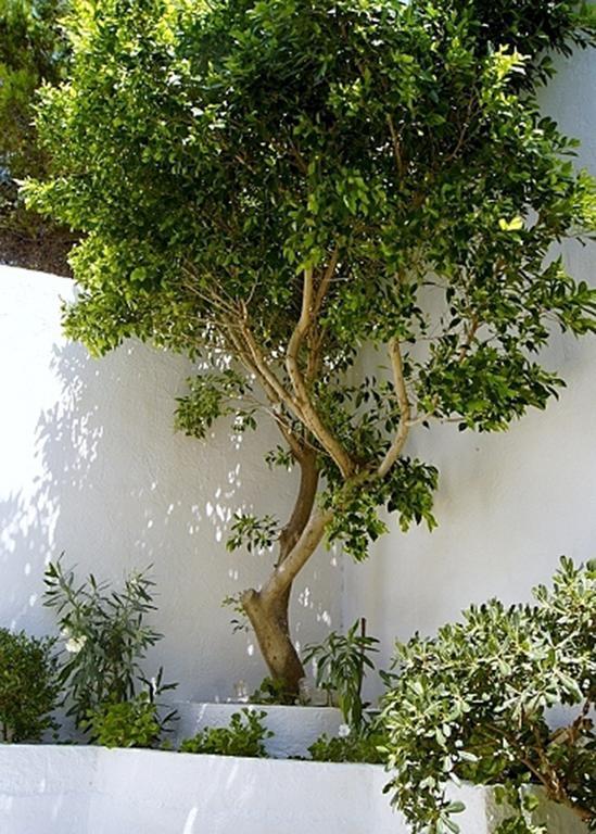 Idroussa Appartement Batsi