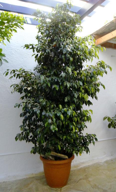 Appartement Idroussa